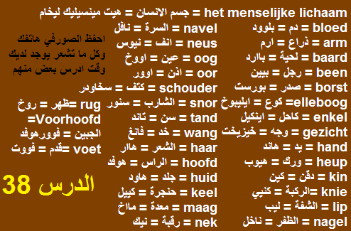 الدرس 38: تعليم اعضاء جسم الانسان في اللغة الهولندية