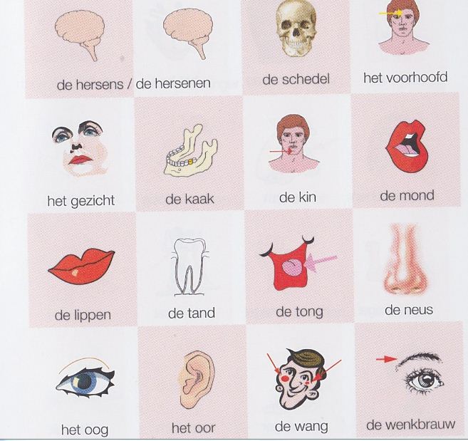 اسماء اعضاء جسم الانسان باللغة الهولندية + مفردات هولندية 2020