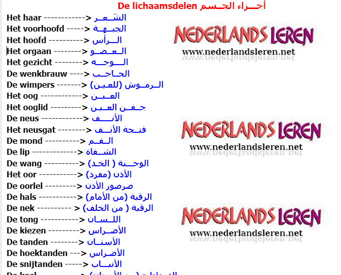 اسماء اعضاء الجسم بالهولندي مترجمة للعربية
